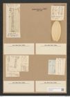 Cymatopleura sp. (de-Toni-Nr.: Genus 54) Zeichnungen Sammlung Grunow Nr. 4867 (NHMW-BOT-W0373049)
